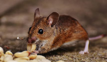 24 Hour & Emergency Exterminators in Mount Holly Springs, PA